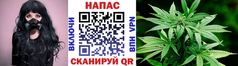 Конопля семена  Новопавловск 